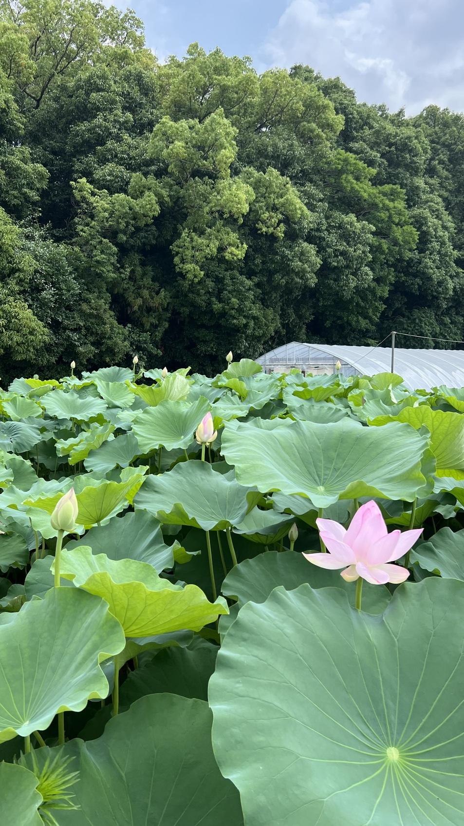 草路城