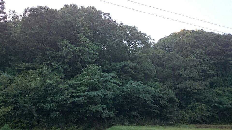 織田城
