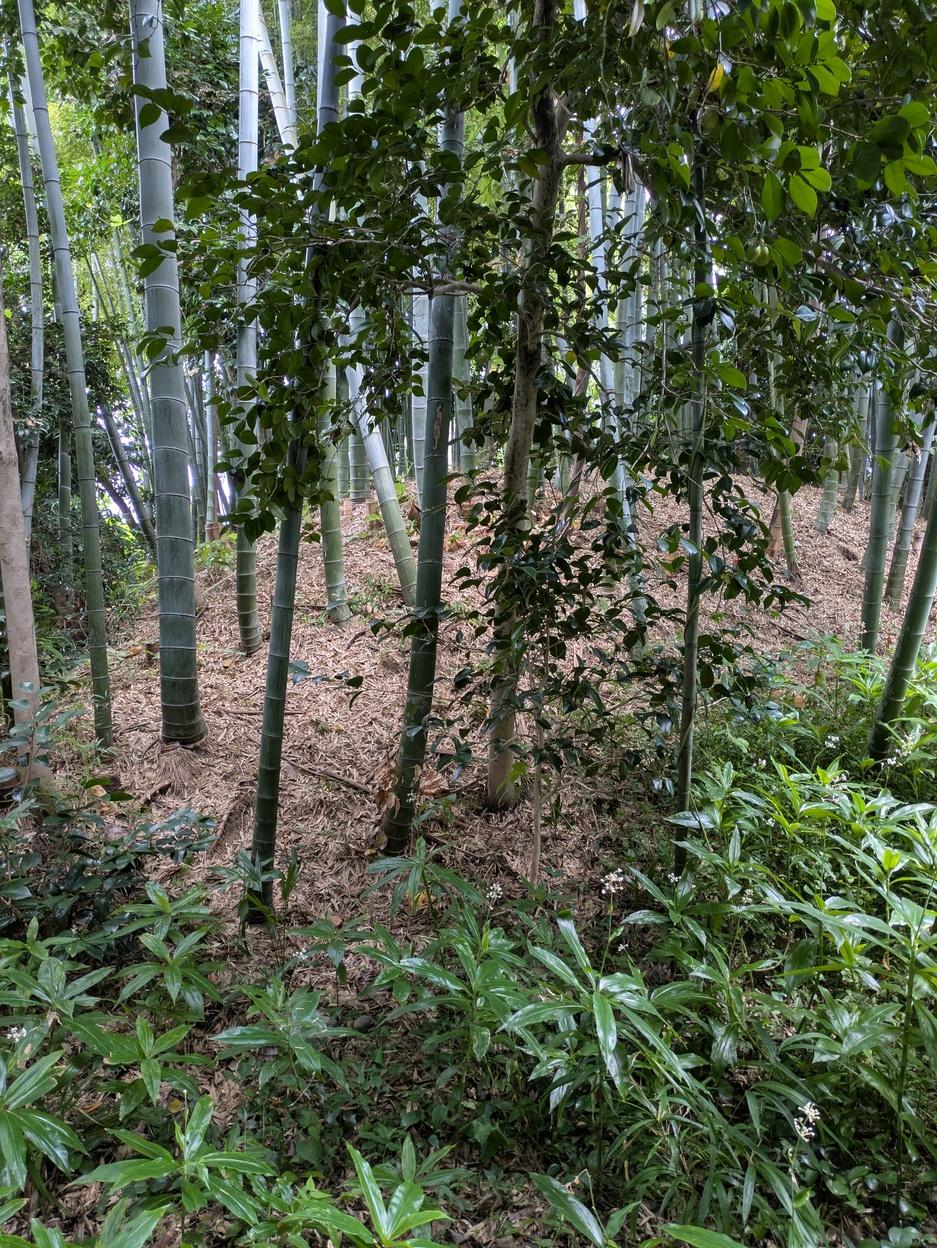 伏屋城