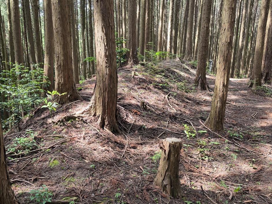 信貴山城