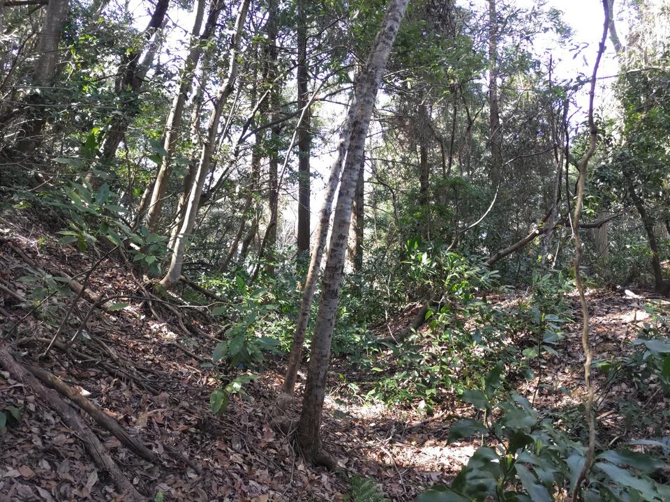 高城城