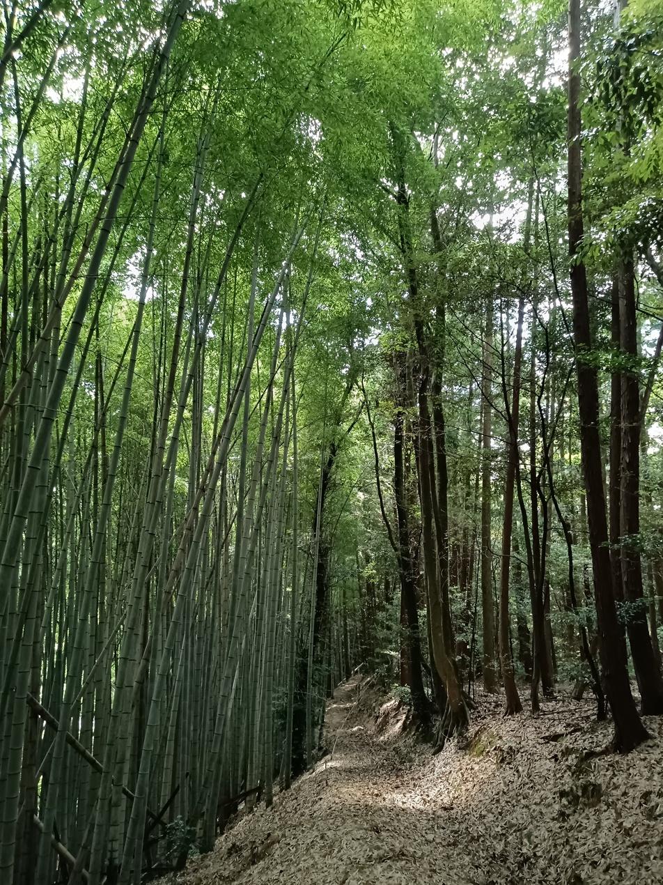 おつぼ山神籠石