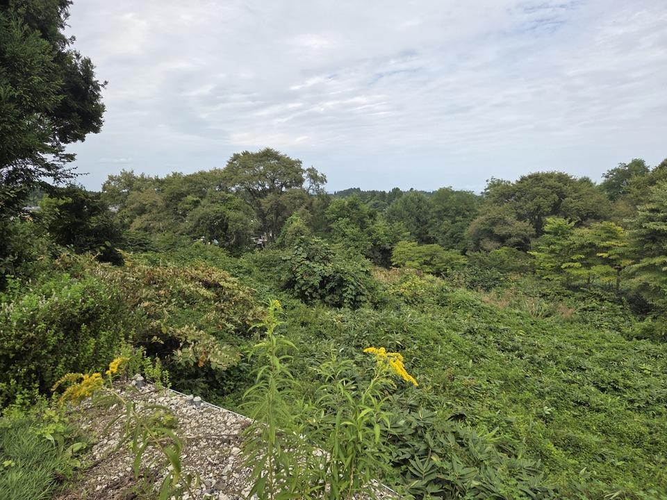新城