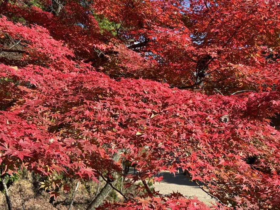高雄城