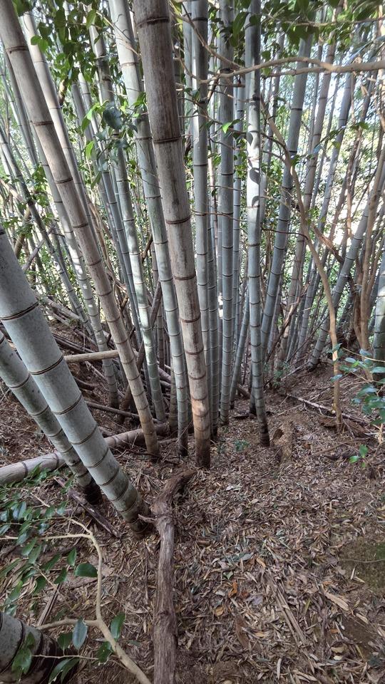 門川城