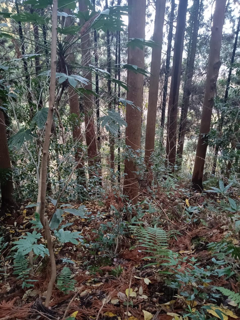 柿原城