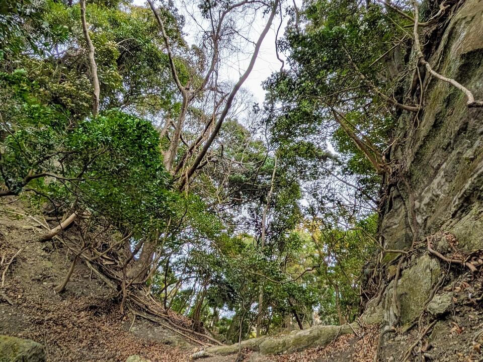 峰上城