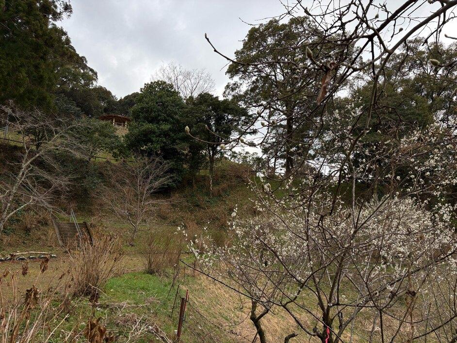 蓮池城