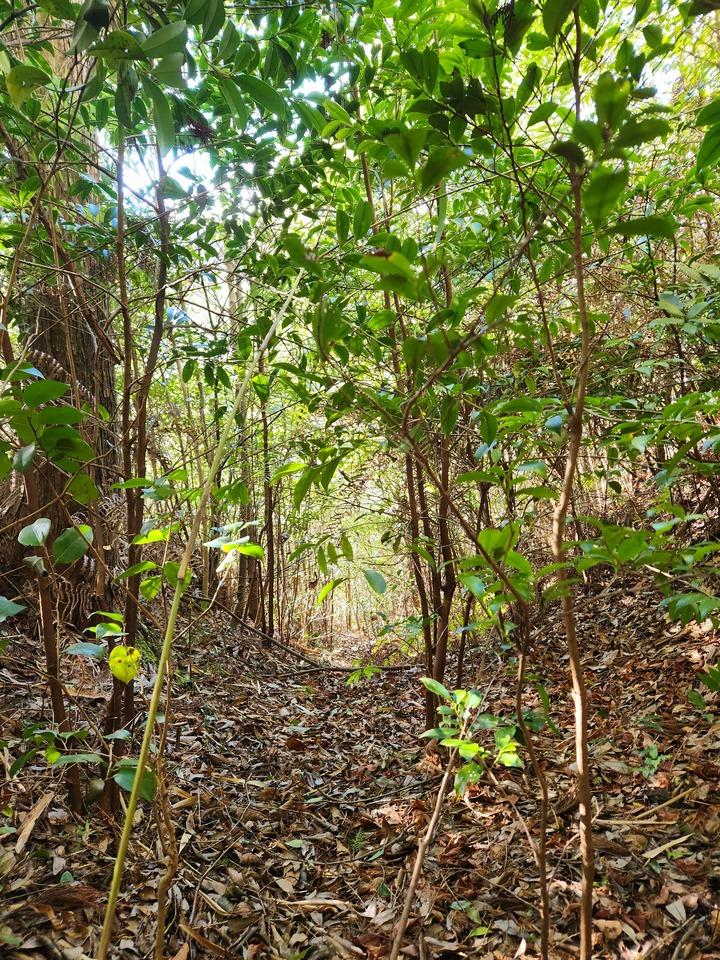 大洞城