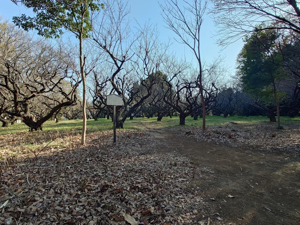 赤塚城
