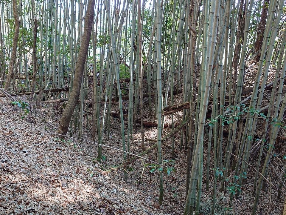 有元城