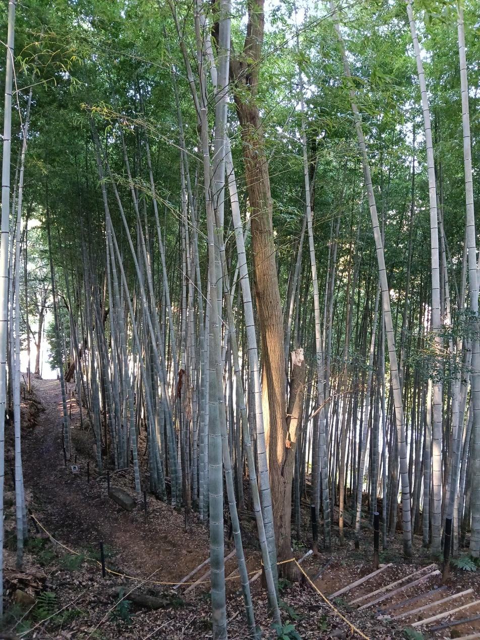 中尾城