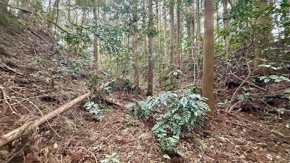 成東城