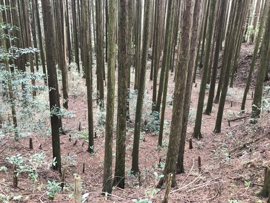 下山甲斐守城