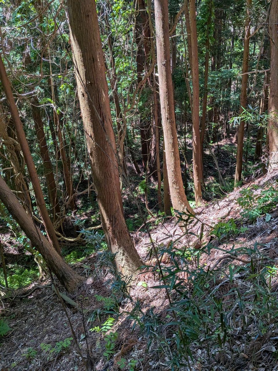 柳田館