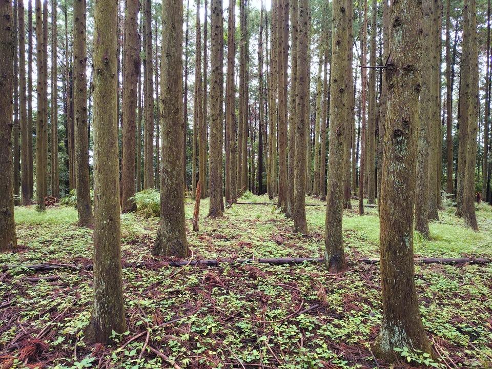 苅野丸山城