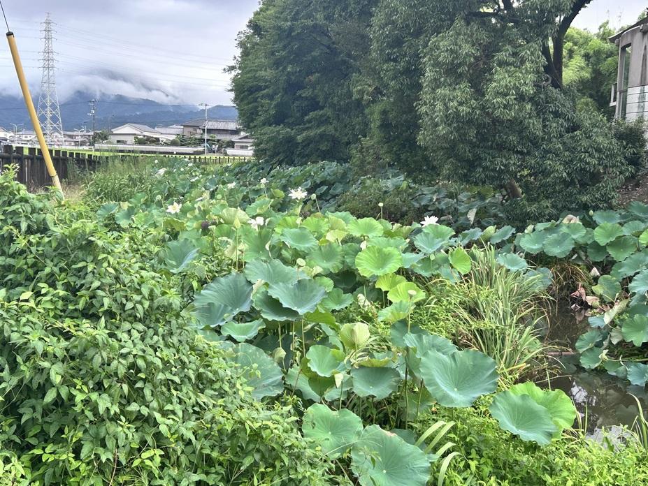 勝瑞城