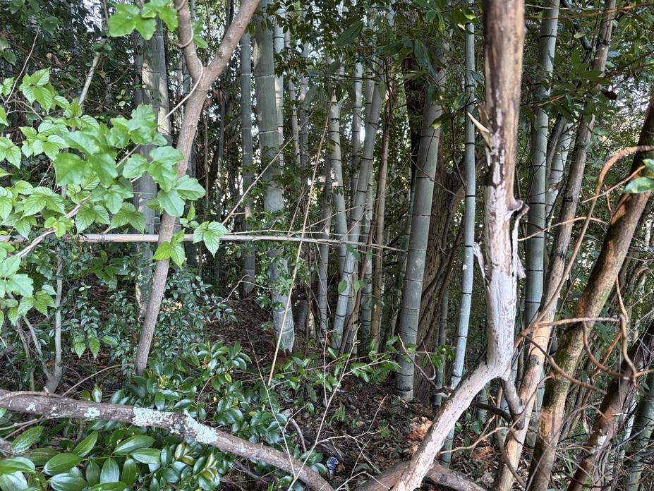 井口城