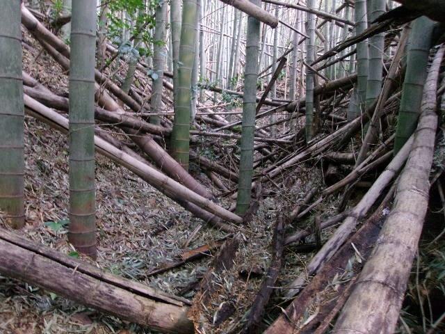 槻下豪族館