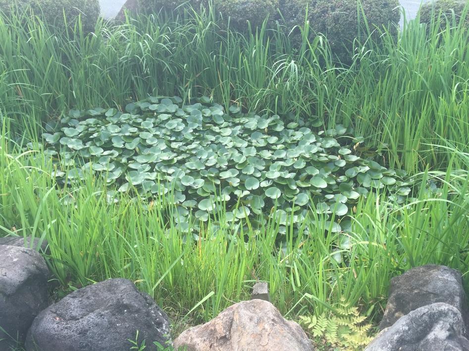 棚木城